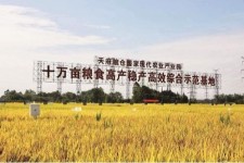 甘孜关于成都商务伴游外围雇用的信息